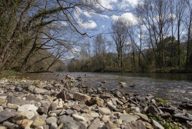 güzel orman ve nehir. Doğal kompozisyon