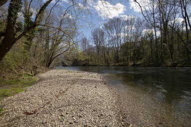 güzel orman ve nehir. Doğal kompozisyon