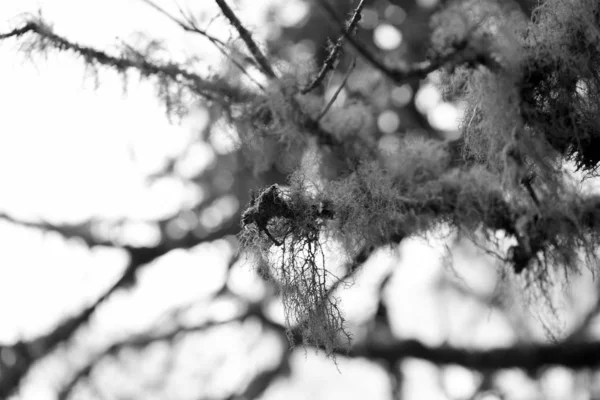 Moss Träd Skogen Bakgrunden Närbild — Stockfoto