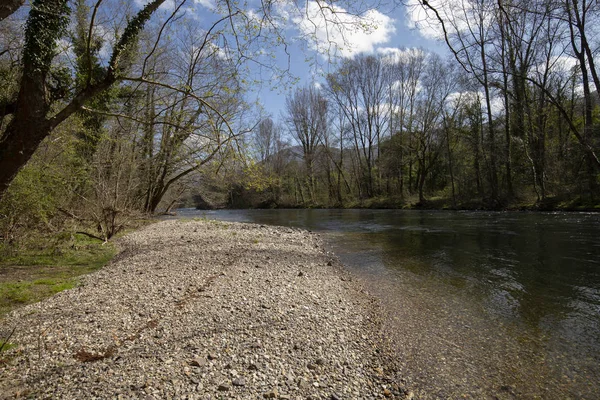 güzel orman ve nehir. Doğal kompozisyon