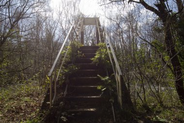 Parlak ormandaki köprü. Doğal bileşim 