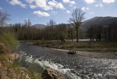 Parlak ormandaki köprü. Doğal bileşim 