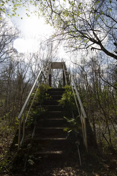 Bridge in bright forest. Natural composition