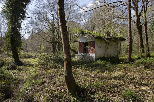 Schöner Wald Natürliche Zusammensetzung — Stockfoto