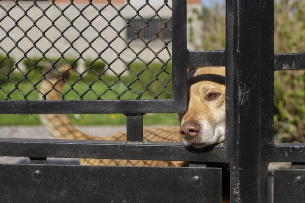 Собака Парканом Фоні — стокове фото