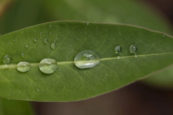 Green Leaf Water Droplets Close — Stock Photo, Image