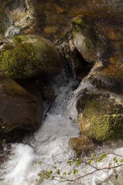 Orman doğasında güzel nehir.