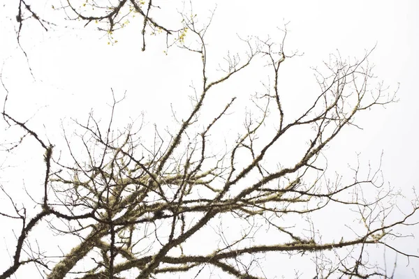 Árbol Del Bosque Fondo Cerca — Foto de Stock