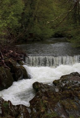 Orman doğasında güzel nehir