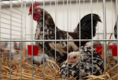 Bir kafeste tavuk ve horoz