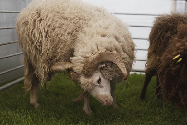 Ett Ram Minne Att Skrapa Sig — Stockfoto