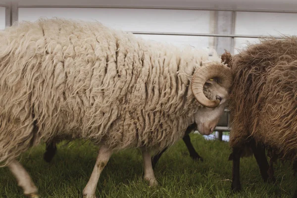 Ein Widder Lädt Ein Schaf Auf — Stockfoto