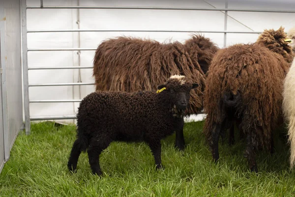 Bébé Mouton Noir — Photo