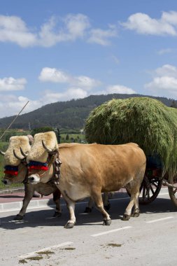 Saman ile bir araba ile Öküz