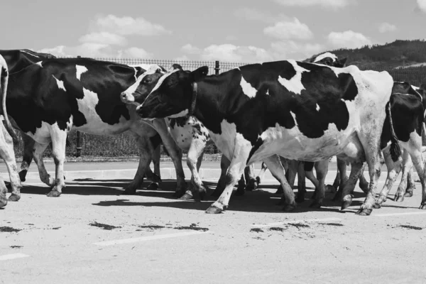 Herd Cows Black White — Stock Photo, Image