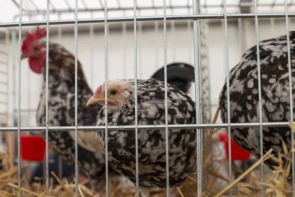 Gallina Gallo Una Jaula — Foto de Stock