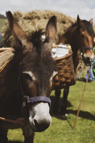 Donkey carrying a load of milk