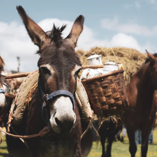 Donkey carrying a load of milk