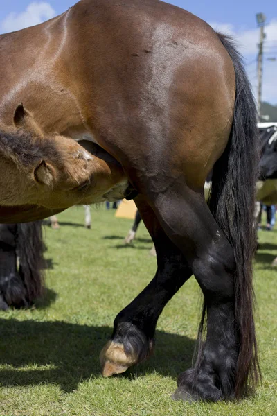 Foal Nursing Its Mother Milk — Stock Photo, Image