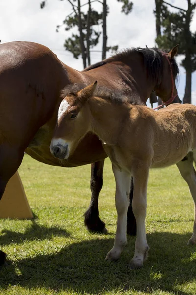 Foal Uma Égua Uma Aldeia — Fotografia de Stock