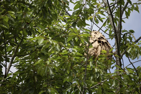 Aziatische Hornet Nest Vespa Velutina Stockfoto