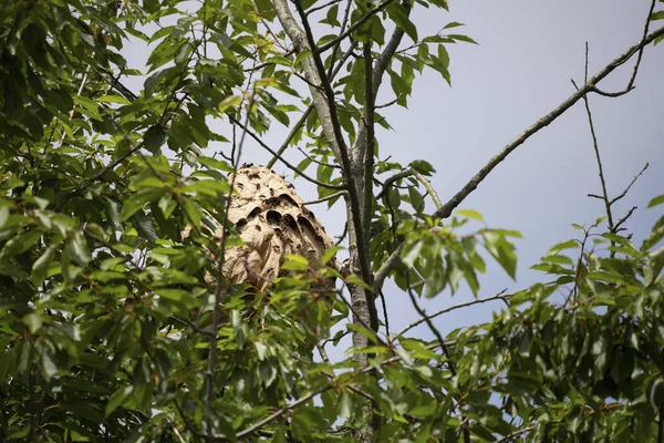 Aziatische Hornet Nest Vespa Velutina Stockafbeelding