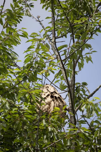 アジアのスズメバチの巣 ベスパ ヴェルチナ ストック写真
