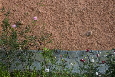 Beton duvar arka planda renkli çiçeklerin yakın çekim  