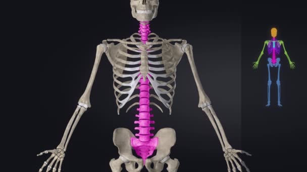 Anatomie menschlicher Schädelknochen — Stockvideo