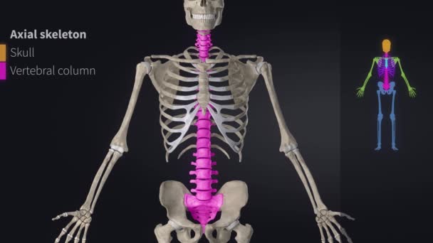 Anatomia dos ossos do crânio humano — Vídeo de Stock
