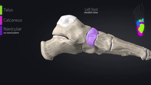 Anatomie lidských kostí lebky — Stock video