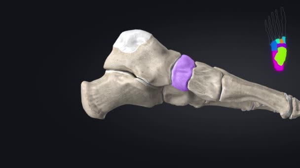 Human skull bones anatomy — Stock Footage Human skull bones anatomy Video Clip
