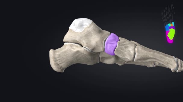 Anatomia dos ossos do crânio humano — Vídeo de Stock