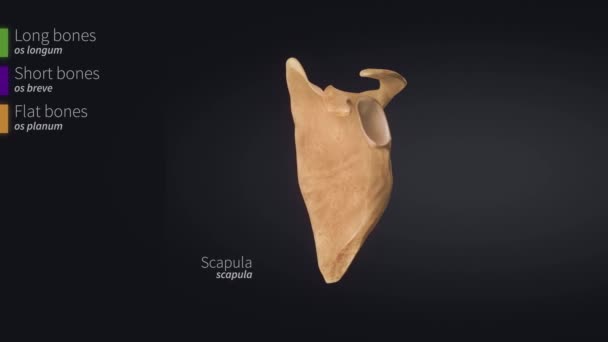 Human skull bones anatomy — Stock Footage Human skull bones anatomy Stock Footage