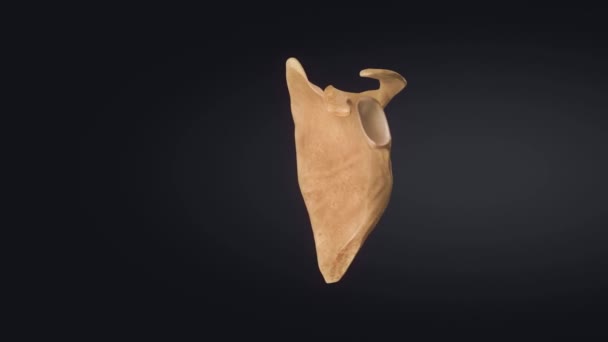 Anatomie lidských kostí lebky — Stock video