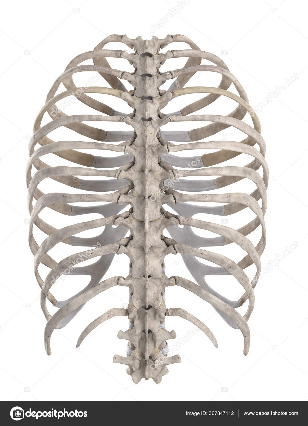 Thoracic Skeleton Isolated White Posterior View Stock Photo Image By C Cliparea 307847112