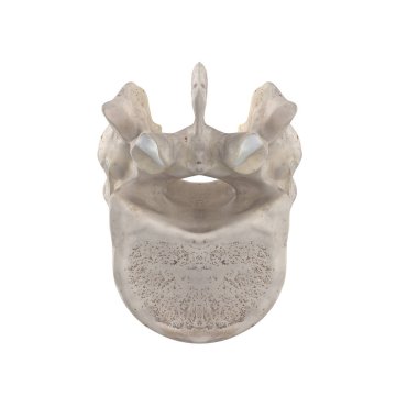 T12 Thoracic vertebra isolated on white bottom inferior view clipart