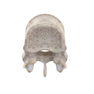 T12 Torasik vertebra beyaz üst üstün görünümünde izole
