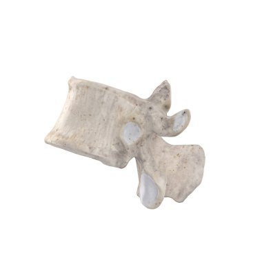 Beyaz sol lateral görünümde izole edilmiş T11 Torasik vertebra