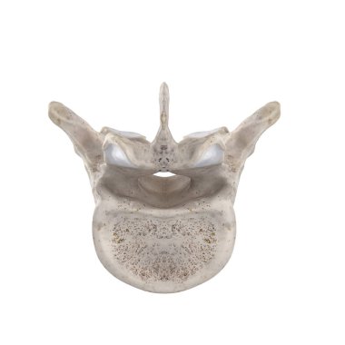 T11 Torasik vertebra beyaz alt inferior görünümünde izole