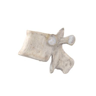 Beyaz sol lateral görünümde izole edilmiş T10 Torasik vertebra
