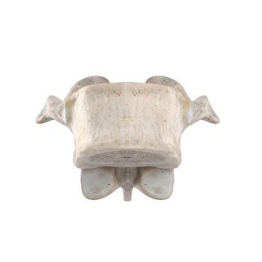 Beyaz ön görünümde izole edilmiş T10 Torasik vertebra