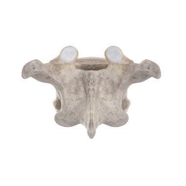 Beyaz posterior görünümde izole edilmiş T9 Torasik vertebra