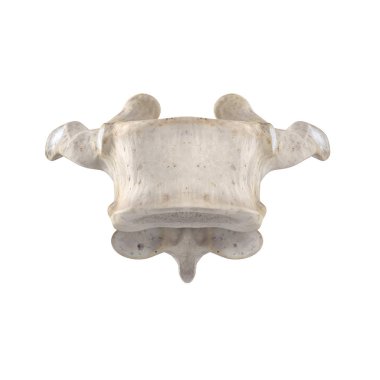 Beyaz anteriroview izole T9 Torasik vertebra
