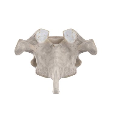 Beyaz posterior görünümde izole edilmiş T8 Torasik vertebra