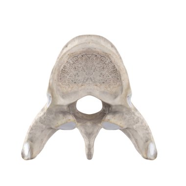 T7 Torasik vertebra beyaz üst üstün görünümünde izole