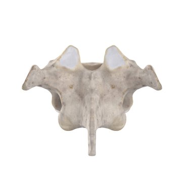 Beyaz posterior görünümde izole edilmiş T7 Torasik vertebra