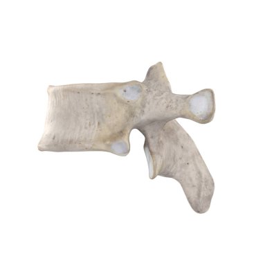 Beyaz sol lateral görünümde izole edilmiş T7 Torasik vertebra