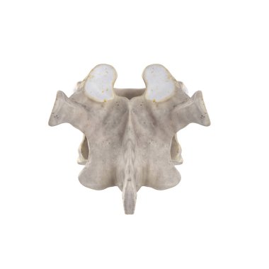 Beyaz posterior görünümde izole edilmiş T6 Torasik vertebra