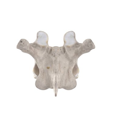 Beyaz posterior görünümde izole edilmiş T5 Torasik vertebra